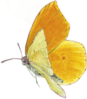 Иллюстрация к книге — Бабочки. Основы систематики, среда обитания, жизненный цикл и магия совершенства [i_125.jpg]