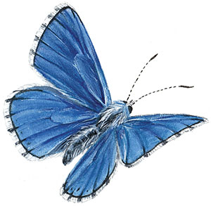 Иллюстрация к книге — Бабочки. Основы систематики, среда обитания, жизненный цикл и магия совершенства [i_128.jpg]