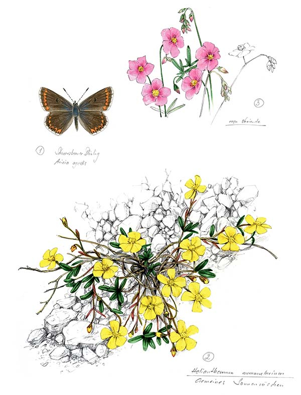 Иллюстрация к книге — Бабочки. Основы систематики, среда обитания, жизненный цикл и магия совершенства [i_132.jpg]