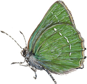 Иллюстрация к книге — Бабочки. Основы систематики, среда обитания, жизненный цикл и магия совершенства [i_135.jpg]