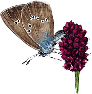 Иллюстрация к книге — Бабочки. Основы систематики, среда обитания, жизненный цикл и магия совершенства [i_138.jpg]