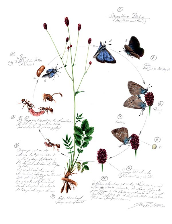 Иллюстрация к книге — Бабочки. Основы систематики, среда обитания, жизненный цикл и магия совершенства [i_141.jpg]