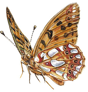 Иллюстрация к книге — Бабочки. Основы систематики, среда обитания, жизненный цикл и магия совершенства [i_146.jpg]