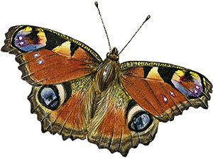 Иллюстрация к книге — Бабочки. Основы систематики, среда обитания, жизненный цикл и магия совершенства [i_147.jpg]