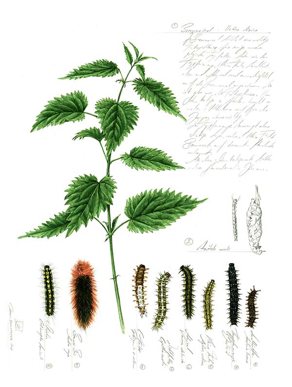 Иллюстрация к книге — Бабочки. Основы систематики, среда обитания, жизненный цикл и магия совершенства [i_149.jpg]