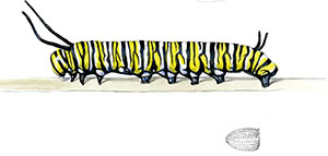 Иллюстрация к книге — Бабочки. Основы систематики, среда обитания, жизненный цикл и магия совершенства [i_151.jpg]