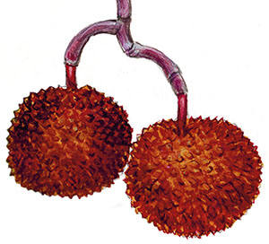 Иллюстрация к книге — Бабочки. Основы систематики, среда обитания, жизненный цикл и магия совершенства [i_156.jpg]