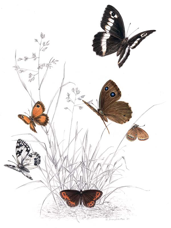 Иллюстрация к книге — Бабочки. Основы систематики, среда обитания, жизненный цикл и магия совершенства [i_157.jpg]