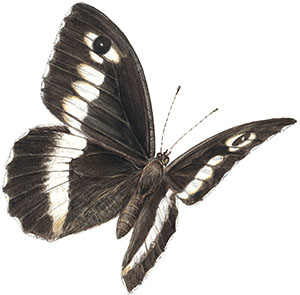 Иллюстрация к книге — Бабочки. Основы систематики, среда обитания, жизненный цикл и магия совершенства [i_158.jpg]