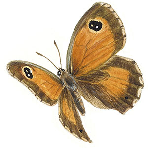 Иллюстрация к книге — Бабочки. Основы систематики, среда обитания, жизненный цикл и магия совершенства [i_161.jpg]