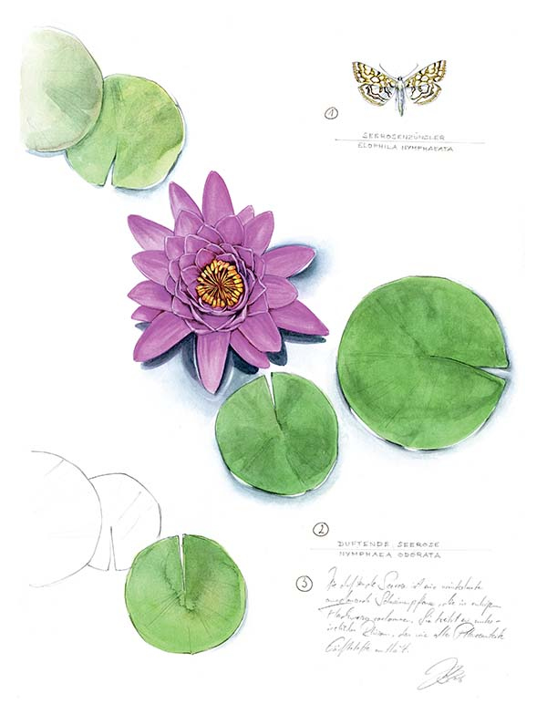 Иллюстрация к книге — Бабочки. Основы систематики, среда обитания, жизненный цикл и магия совершенства [i_164.jpg]