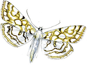 Иллюстрация к книге — Бабочки. Основы систематики, среда обитания, жизненный цикл и магия совершенства [i_165.jpg]