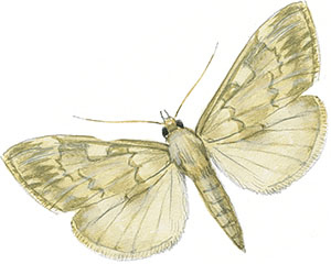 Иллюстрация к книге — Бабочки. Основы систематики, среда обитания, жизненный цикл и магия совершенства [i_166.jpg]