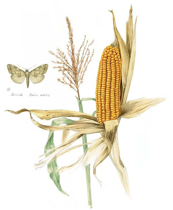 Иллюстрация к книге — Бабочки. Основы систематики, среда обитания, жизненный цикл и магия совершенства [i_167.jpg]