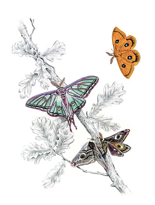 Иллюстрация к книге — Бабочки. Основы систематики, среда обитания, жизненный цикл и магия совершенства [i_168.jpg]