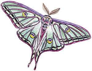 Иллюстрация к книге — Бабочки. Основы систематики, среда обитания, жизненный цикл и магия совершенства [i_169.jpg]