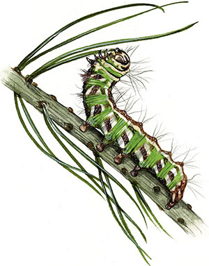 Иллюстрация к книге — Бабочки. Основы систематики, среда обитания, жизненный цикл и магия совершенства [i_170.jpg]