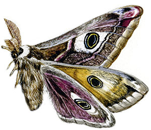 Иллюстрация к книге — Бабочки. Основы систематики, среда обитания, жизненный цикл и магия совершенства [i_172.jpg]