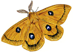 Иллюстрация к книге — Бабочки. Основы систематики, среда обитания, жизненный цикл и магия совершенства [i_173.jpg]