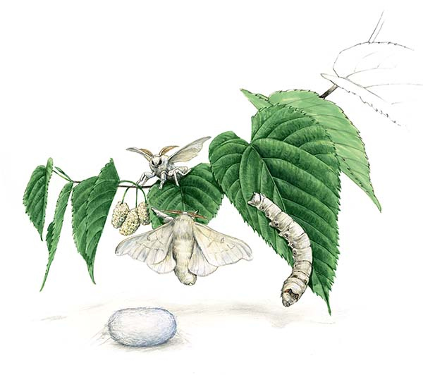 Иллюстрация к книге — Бабочки. Основы систематики, среда обитания, жизненный цикл и магия совершенства [i_174.jpg]