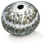 Иллюстрация к книге — Бабочки. Основы систематики, среда обитания, жизненный цикл и магия совершенства [i_179.jpg]