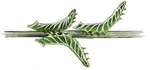 Иллюстрация к книге — Бабочки. Основы систематики, среда обитания, жизненный цикл и магия совершенства [i_181.jpg]