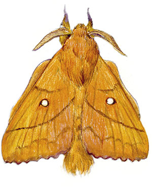 Иллюстрация к книге — Бабочки. Основы систематики, среда обитания, жизненный цикл и магия совершенства [i_182.jpg]