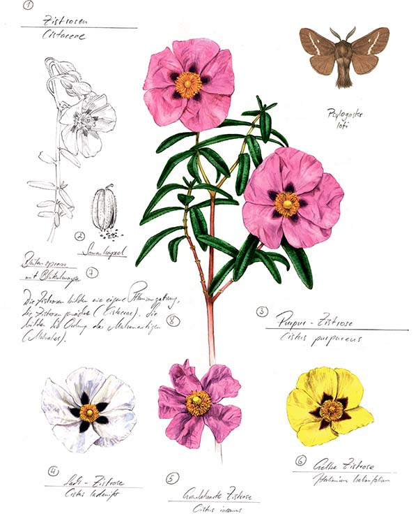 Иллюстрация к книге — Бабочки. Основы систематики, среда обитания, жизненный цикл и магия совершенства [i_186.jpg]