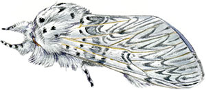 Иллюстрация к книге — Бабочки. Основы систематики, среда обитания, жизненный цикл и магия совершенства [i_188.jpg]