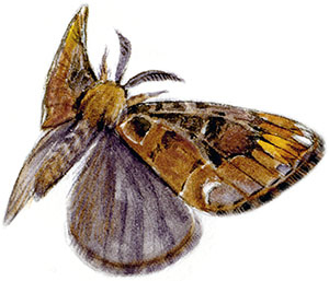 Иллюстрация к книге — Бабочки. Основы систематики, среда обитания, жизненный цикл и магия совершенства [i_189.jpg]