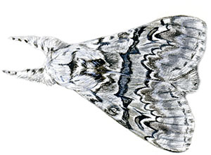 Иллюстрация к книге — Бабочки. Основы систематики, среда обитания, жизненный цикл и магия совершенства [i_190.jpg]