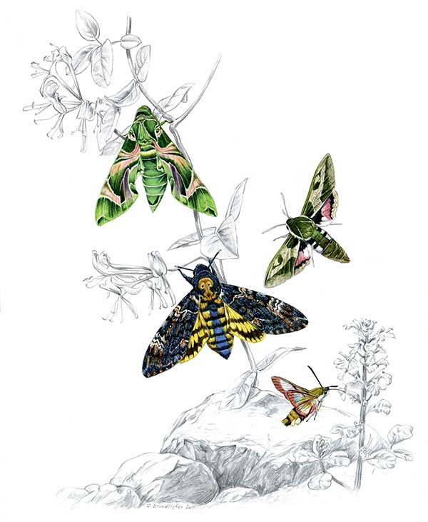 Иллюстрация к книге — Бабочки. Основы систематики, среда обитания, жизненный цикл и магия совершенства [i_191.jpg]