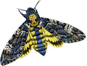 Иллюстрация к книге — Бабочки. Основы систематики, среда обитания, жизненный цикл и магия совершенства [i_194.jpg]