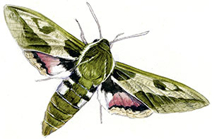 Иллюстрация к книге — Бабочки. Основы систематики, среда обитания, жизненный цикл и магия совершенства [i_195.jpg]