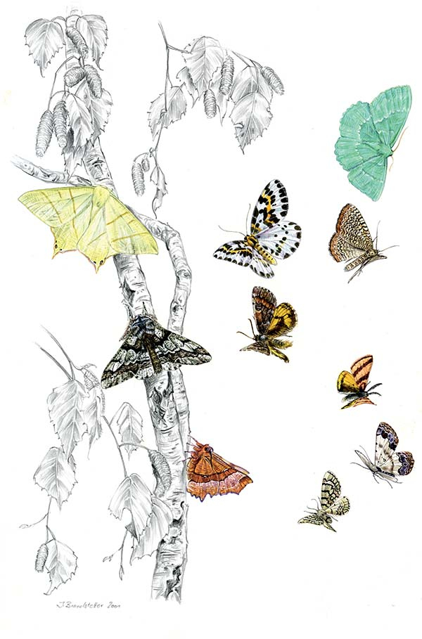 Иллюстрация к книге — Бабочки. Основы систематики, среда обитания, жизненный цикл и магия совершенства [i_196.jpg]