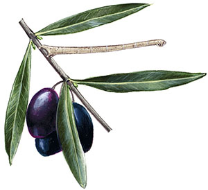 Иллюстрация к книге — Бабочки. Основы систематики, среда обитания, жизненный цикл и магия совершенства [i_197.jpg]