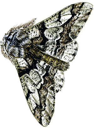 Иллюстрация к книге — Бабочки. Основы систематики, среда обитания, жизненный цикл и магия совершенства [i_201.jpg]