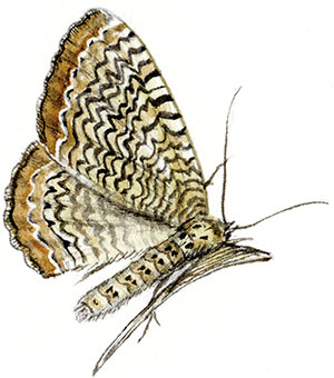 Иллюстрация к книге — Бабочки. Основы систематики, среда обитания, жизненный цикл и магия совершенства [i_205.jpg]