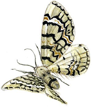 Иллюстрация к книге — Бабочки. Основы систематики, среда обитания, жизненный цикл и магия совершенства [i_207.jpg]