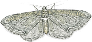 Иллюстрация к книге — Бабочки. Основы систематики, среда обитания, жизненный цикл и магия совершенства [i_208.jpg]