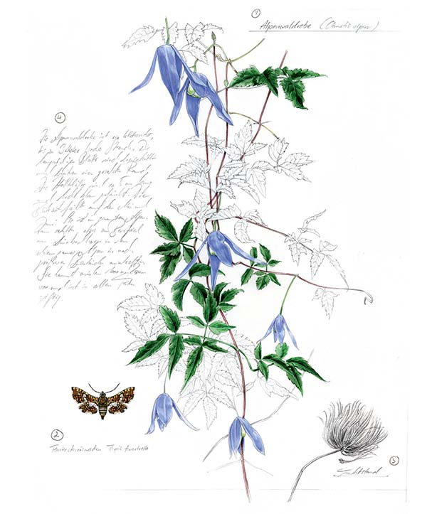 Иллюстрация к книге — Бабочки. Основы систематики, среда обитания, жизненный цикл и магия совершенства [i_210.jpg]