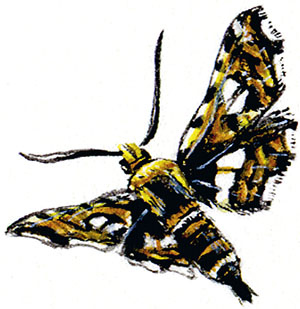 Иллюстрация к книге — Бабочки. Основы систематики, среда обитания, жизненный цикл и магия совершенства [i_211.jpg]