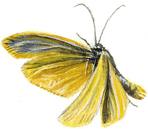 Иллюстрация к книге — Бабочки. Основы систематики, среда обитания, жизненный цикл и магия совершенства [i_214.jpg]