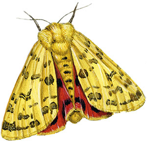 Иллюстрация к книге — Бабочки. Основы систематики, среда обитания, жизненный цикл и магия совершенства [i_216.jpg]