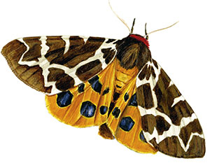 Иллюстрация к книге — Бабочки. Основы систематики, среда обитания, жизненный цикл и магия совершенства [i_220.jpg]