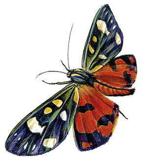 Иллюстрация к книге — Бабочки. Основы систематики, среда обитания, жизненный цикл и магия совершенства [i_221.jpg]