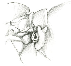 Иллюстрация к книге — Бабочки. Основы систематики, среда обитания, жизненный цикл и магия совершенства [i_223.jpg]