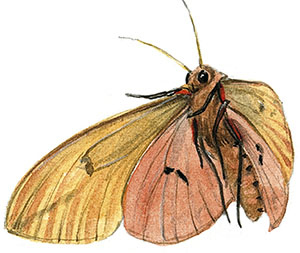 Иллюстрация к книге — Бабочки. Основы систематики, среда обитания, жизненный цикл и магия совершенства [i_224.jpg]