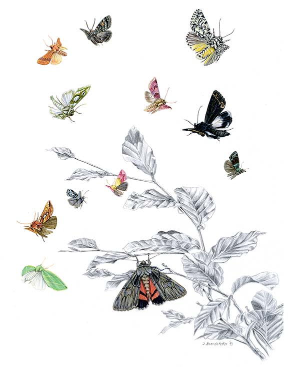 Иллюстрация к книге — Бабочки. Основы систематики, среда обитания, жизненный цикл и магия совершенства [i_226.jpg]