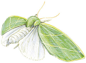 Иллюстрация к книге — Бабочки. Основы систематики, среда обитания, жизненный цикл и магия совершенства [i_227.jpg]